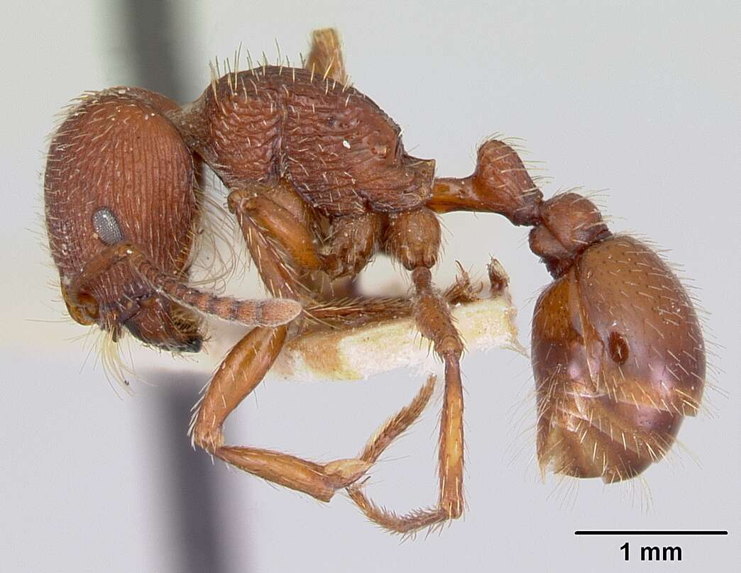 Слика од Pogonomyrmex guatemaltecus Wheeler 1914