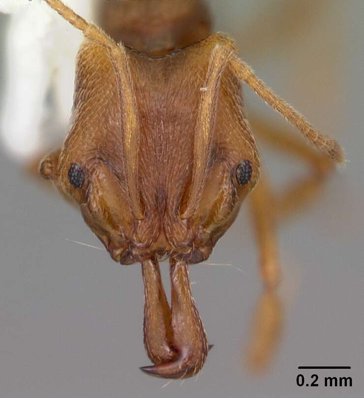 Image of Ant