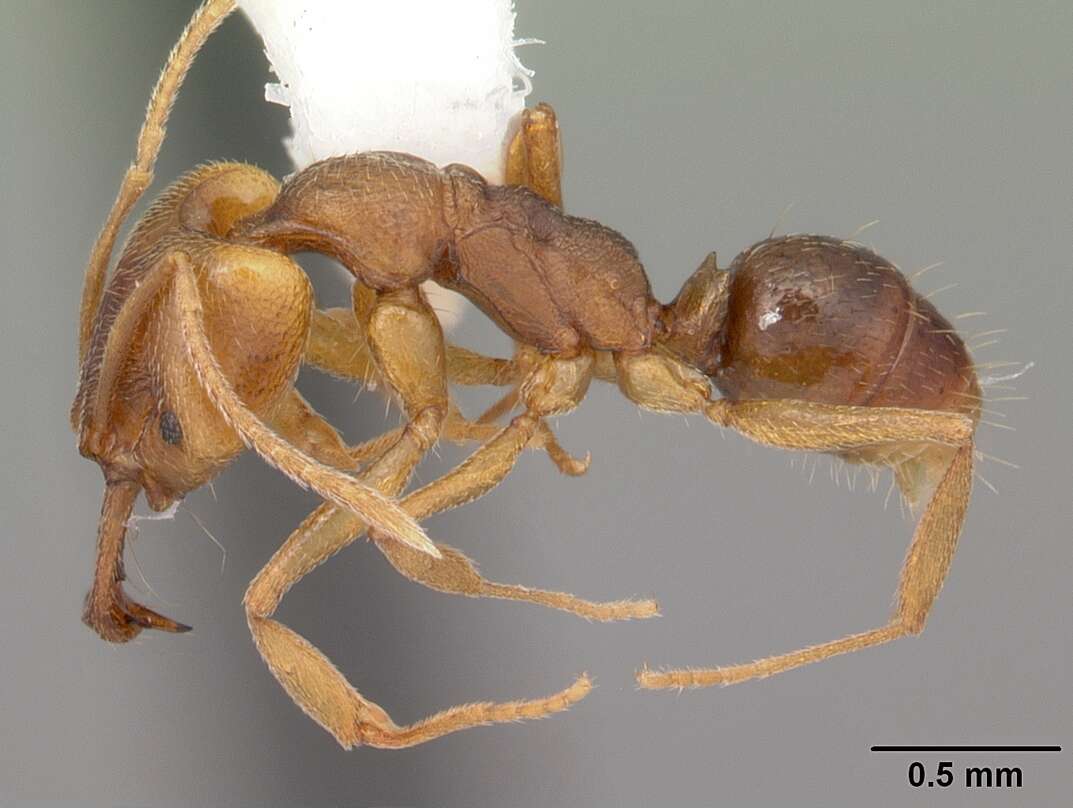 Image of Ant