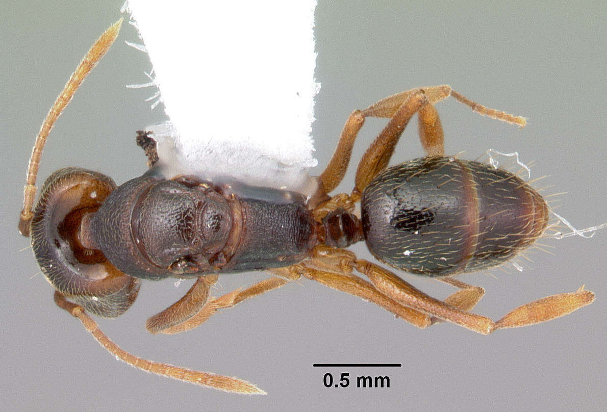 Image of Ant