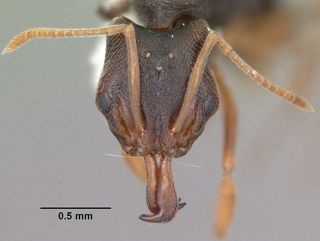 Image of Ant