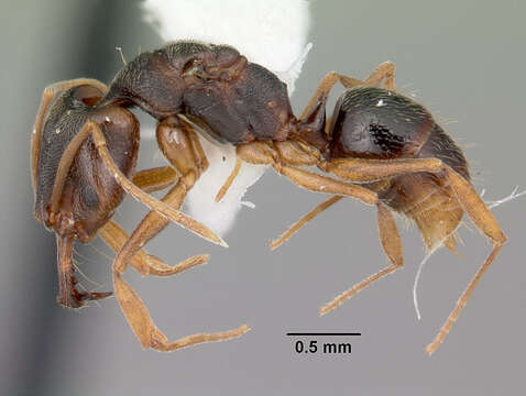 Image of Ant