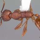 Image of Aphaenogaster ashmeadi Emery 1895