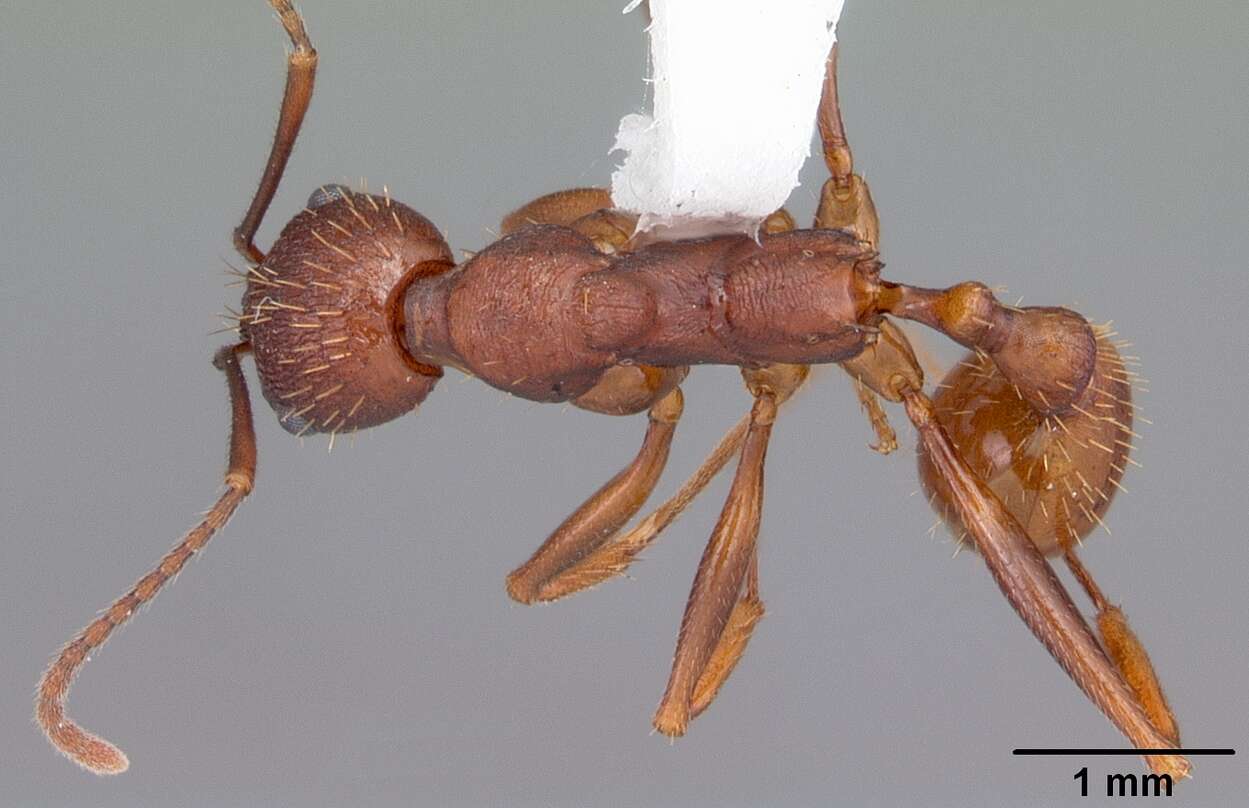 Image of Aphaenogaster ashmeadi Emery 1895