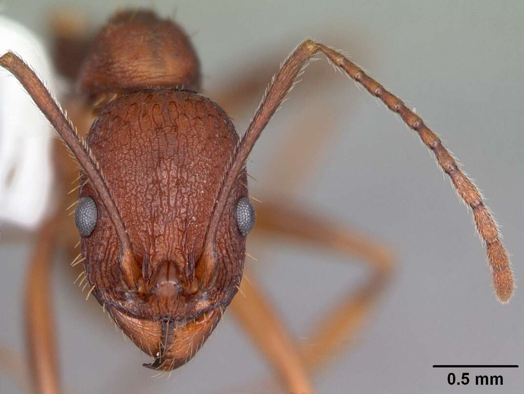 Image of Aphaenogaster ashmeadi Emery 1895