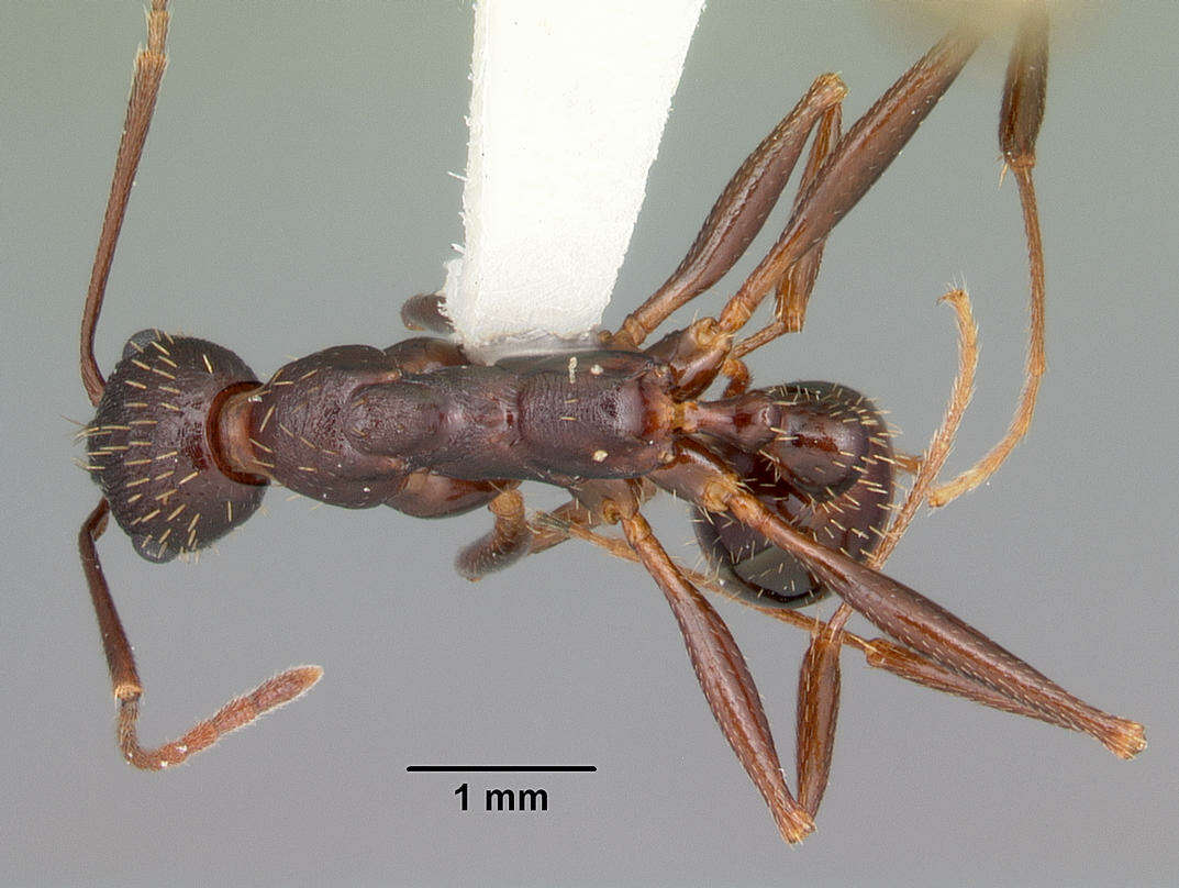 Image of Aphaenogaster ashmeadi Emery 1895