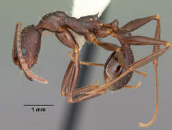 Image of Aphaenogaster ashmeadi Emery 1895