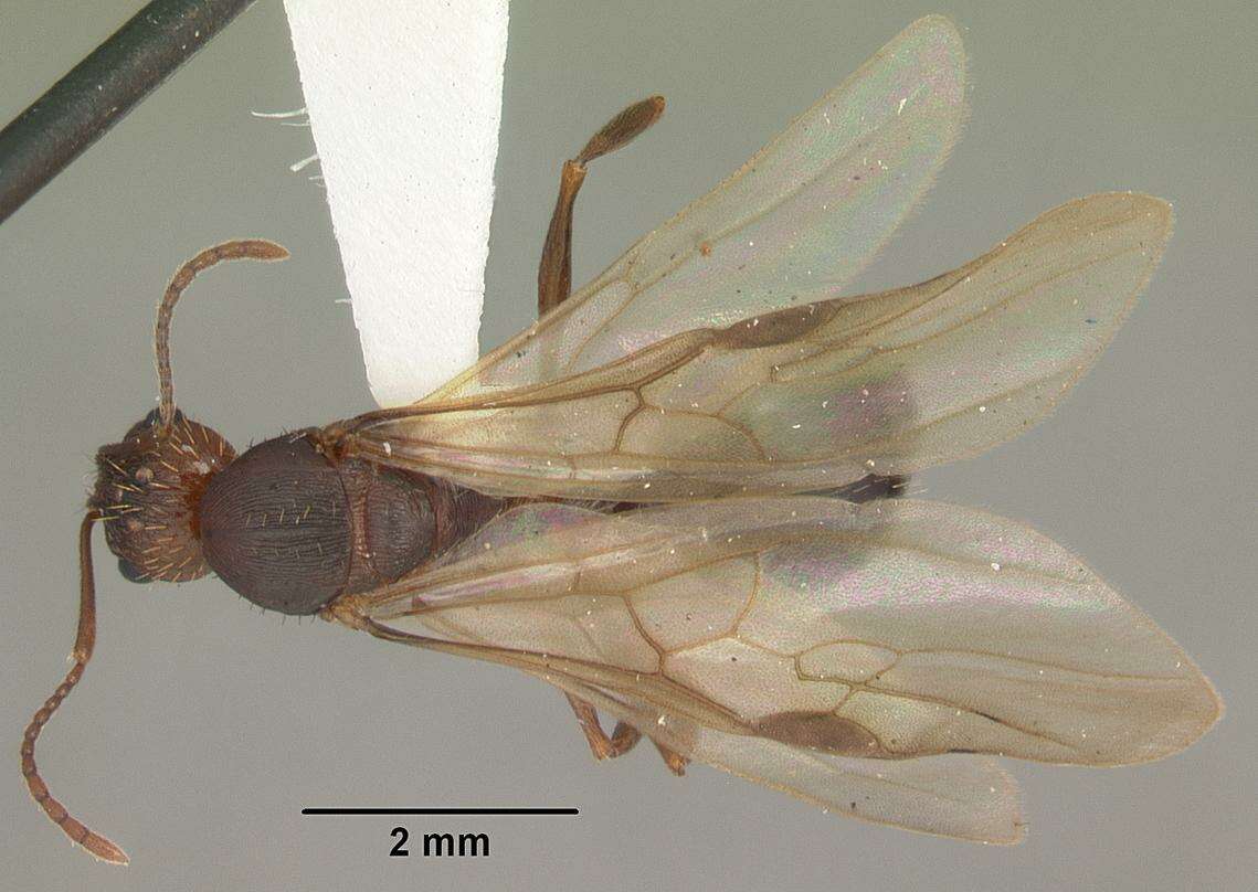 Image of Aphaenogaster carolinensis