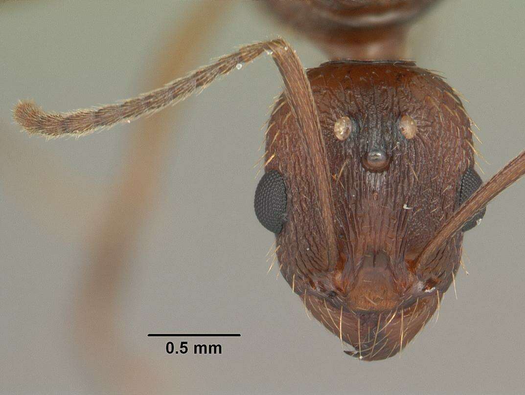 Image of Aphaenogaster carolinensis