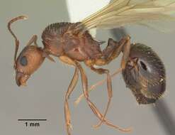 Image of Aphaenogaster carolinensis