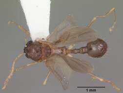 Image of Aphaenogaster carolinensis