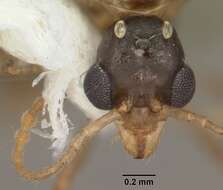 Image of Aphaenogaster carolinensis