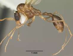 Image of Aphaenogaster carolinensis