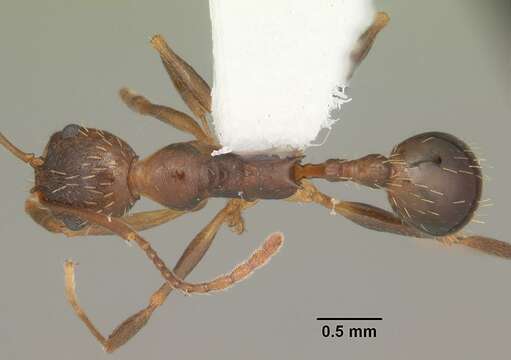 Image of Aphaenogaster carolinensis