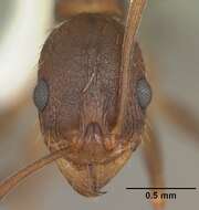 Image of Aphaenogaster carolinensis