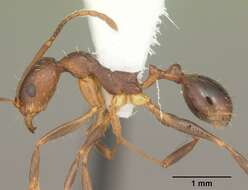 Image of Aphaenogaster carolinensis