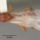 Image of Aphaenogaster flemingi Smith 1928