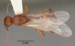 Image of Aphaenogaster flemingi Smith 1928