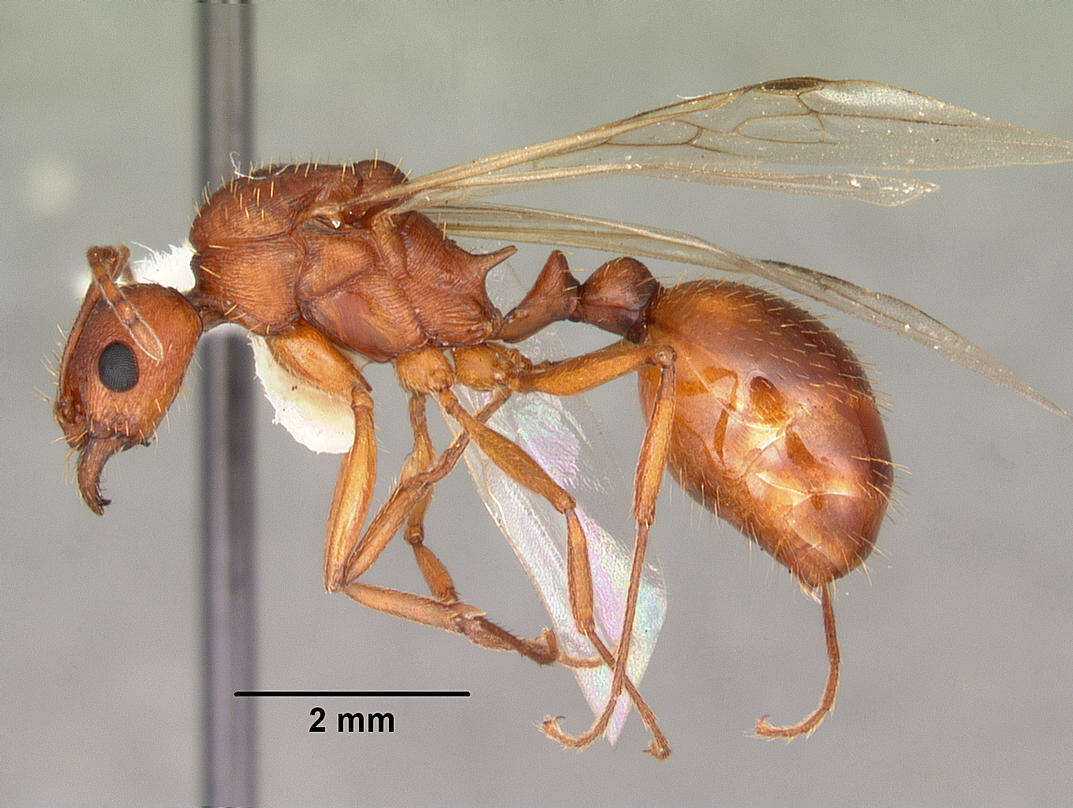 Image of Aphaenogaster flemingi Smith 1928