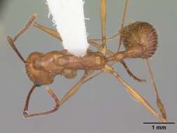 Image of Aphaenogaster floridana Smith 1941