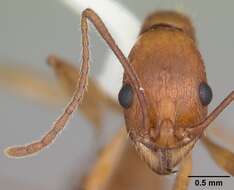 Image of Aphaenogaster floridana Smith 1941