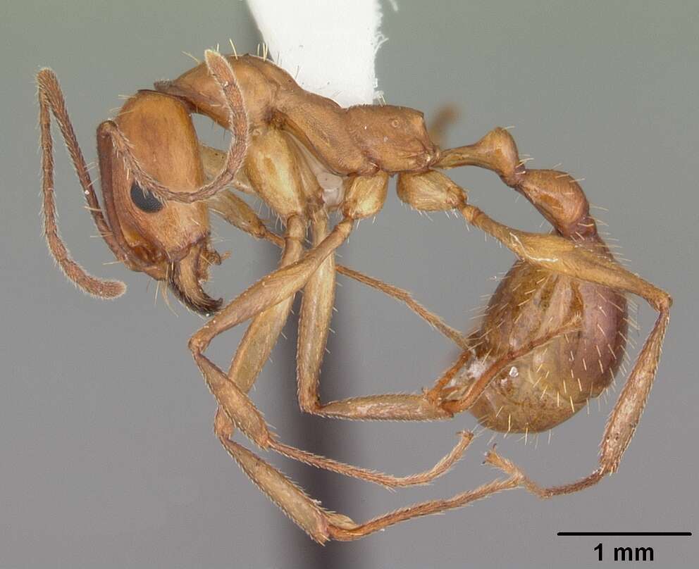 Image of Aphaenogaster floridana Smith 1941