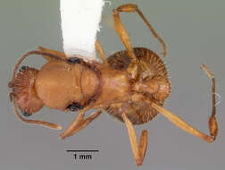 Image of Aphaenogaster floridana Smith 1941