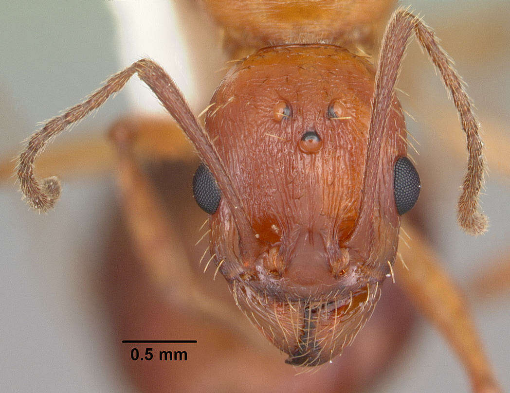 Image of Aphaenogaster floridana Smith 1941