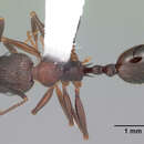 Image of Aphaenogaster fulva Roger 1863