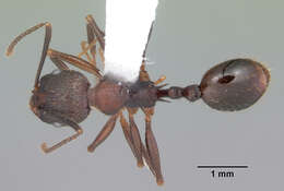 Image de Aphaenogaster fulva Roger 1863