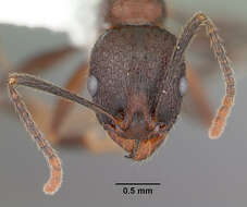 Image de Aphaenogaster fulva Roger 1863