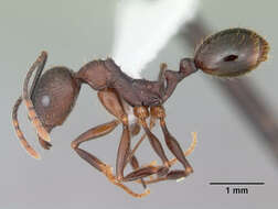 Image of Aphaenogaster fulva Roger 1863