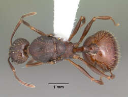 Image de Aphaenogaster fulva Roger 1863