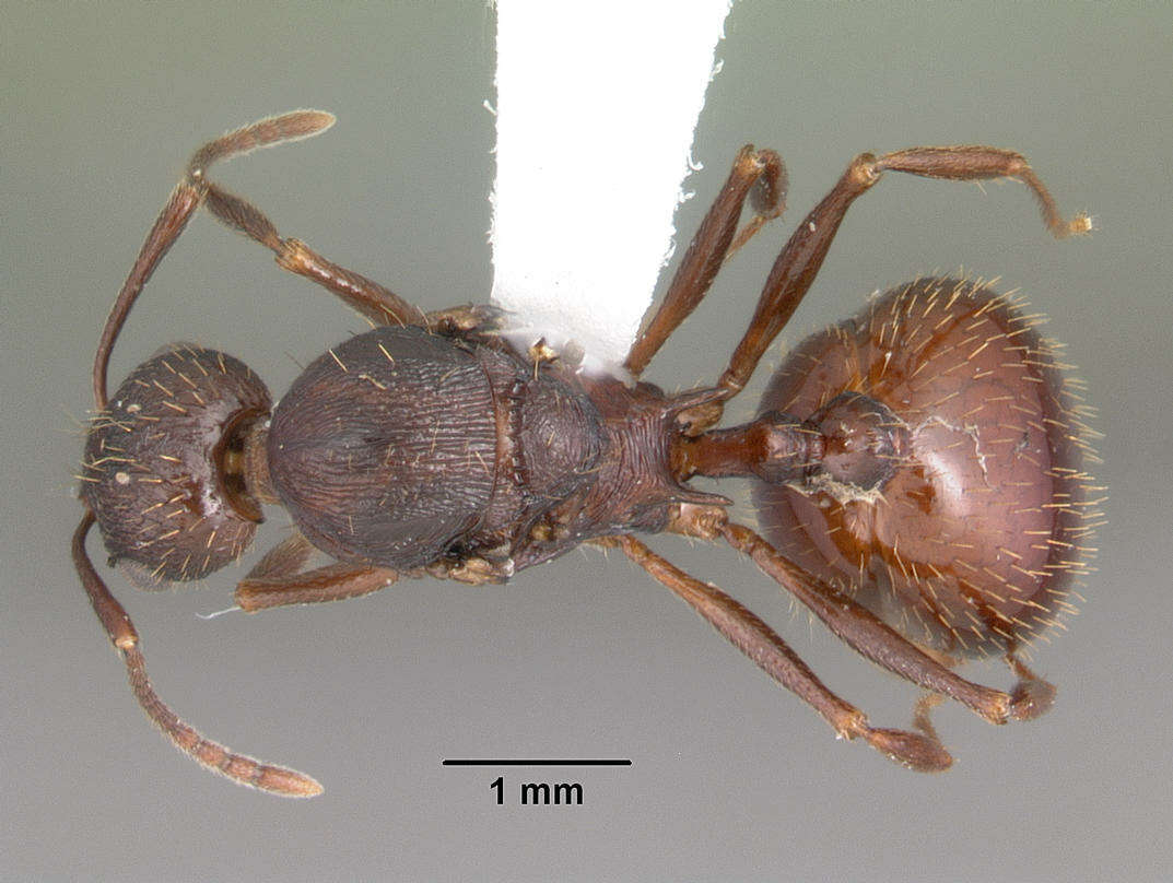 Image de Aphaenogaster fulva Roger 1863