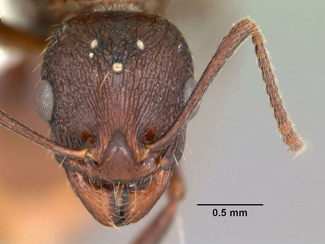 Image of Aphaenogaster fulva Roger 1863