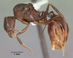 Image of Aphaenogaster fulva Roger 1863