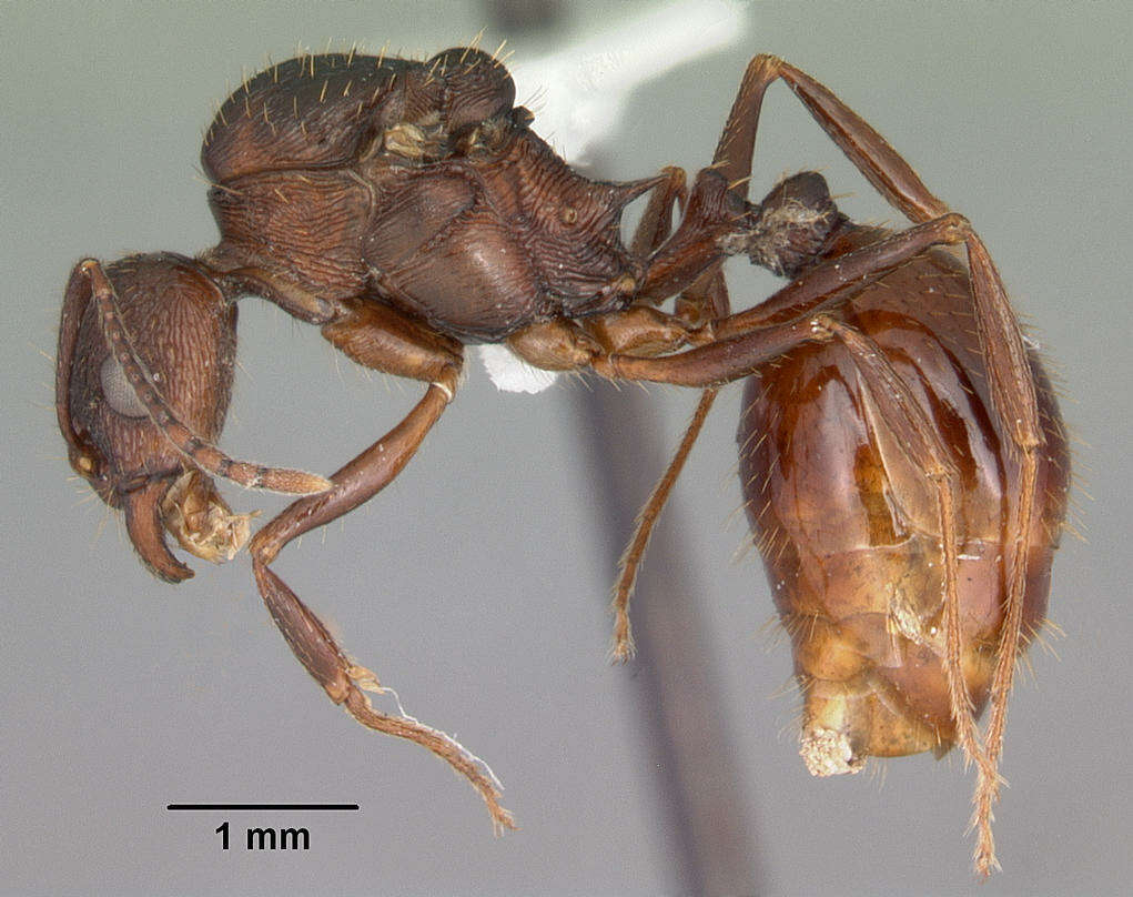 Image de Aphaenogaster fulva Roger 1863