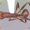 Image of Notched Collared Ant