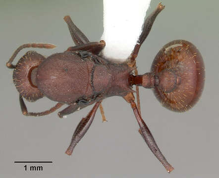 Image of Aphaenogaster lamellidens Mayr 1886