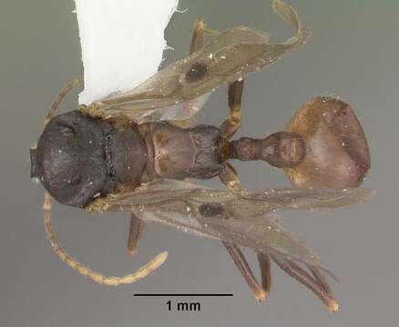 Image of Aphaenogaster lamellidens Mayr 1886