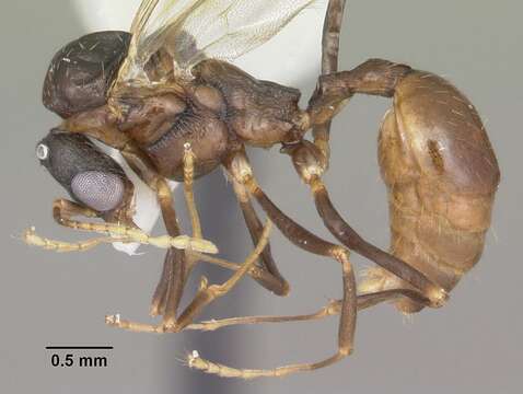 Image of Aphaenogaster lamellidens Mayr 1886