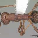 Image of Deep South Collared Ant