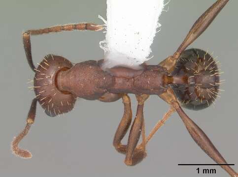 Image of Aphaenogaster miamiana Wheeler 1932