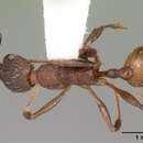 Image of Aphaenogaster mariae Forel 1886