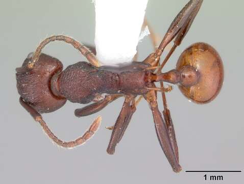 Image of Aphaenogaster tennesseensis (Mayr 1862)