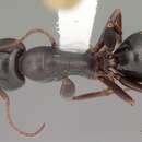 Image of Camponotus caryae (Fitch 1855)