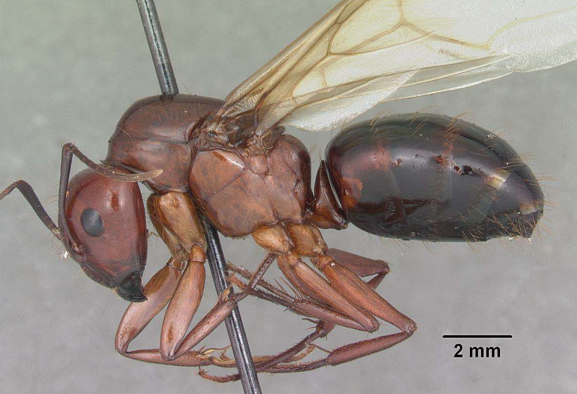 Image of Camponotus castaneus (Latreille 1802)