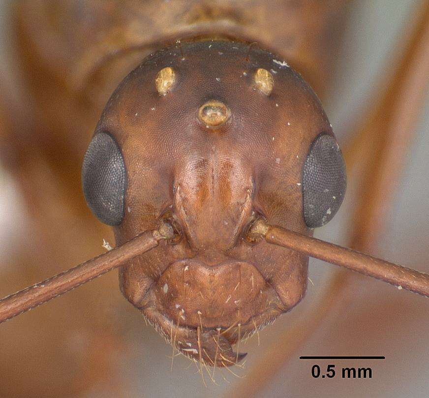 Image of Camponotus castaneus (Latreille 1802)