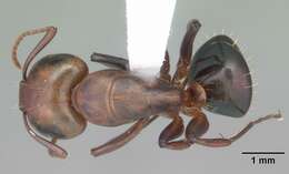 Image of Camponotus decipiens Emery 1893