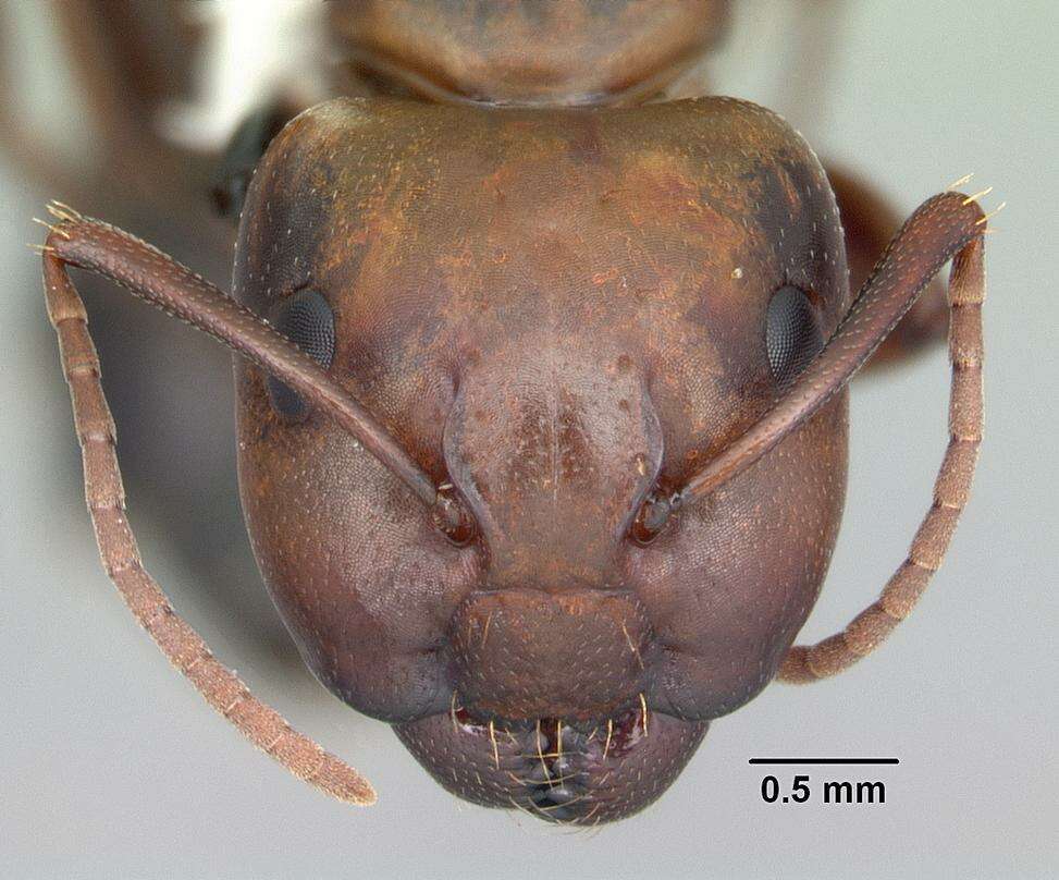 Image of Camponotus decipiens Emery 1893